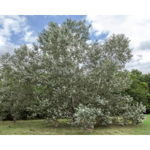 Topoľ biely (Populus alba) ´NIVEA´ - výška 100-120 cm, kont. C3L